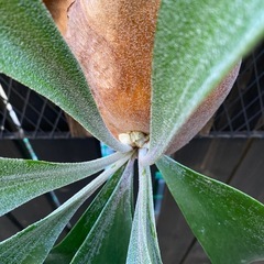 ビカクシダ  ネザーランドの画像