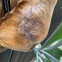 ビカクシダ  ネザーランドの画像