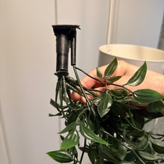 差し上げます！　ハンギングポット・フェイク植物付きの画像