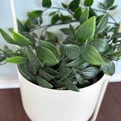 差し上げます！　ハンギングポット・フェイク植物付きの画像