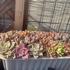 大特価‼️‼️‼️多肉植物寄せ植えの画像
