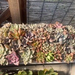 大特価‼️‼️‼️多肉植物寄せ植えの画像