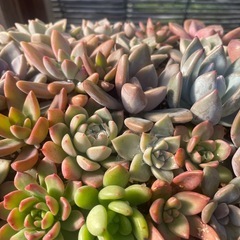 大特価‼️‼️‼️多肉植物寄せ植えの画像