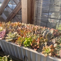 大特価‼️‼️‼️多肉植物寄せ植えの画像