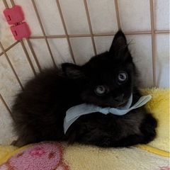 ❣️長毛黒猫ちゃん❣️