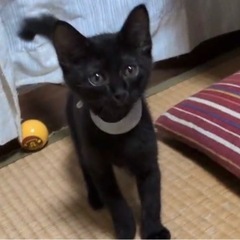 🐱綺麗なお顔の黒猫くん🐱