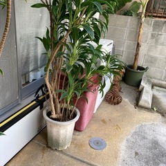 最終再値下げ🔻11/22(土)まで　植木②2メートルぐらいの画像