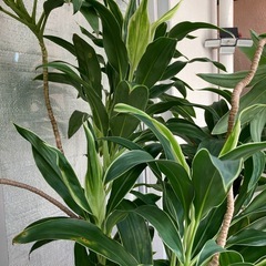 最終再値下げ🔻11/22(土)まで　植木②2メートルぐらいの画像