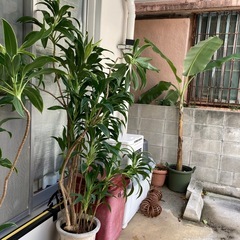 最終再値下げ🔻11/22(土)まで　植木②2メートルぐらいの画像