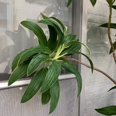 最終再値下げ🔻11/22(土)まで　植木②2メートルぐらいの画像