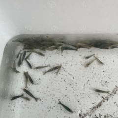 ミナミヌマエビ　10匹100円　50匹まで可能の画像