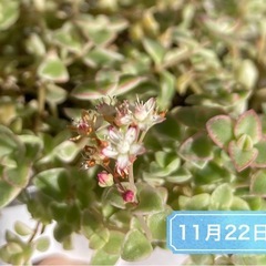 受付中/リトルミッシー カット苗 セダム　多肉の画像