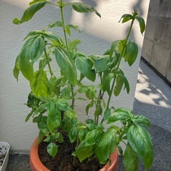 🪴バジル鉢植③の画像