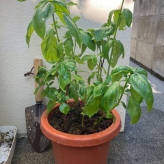 🪴バジル鉢植③の画像