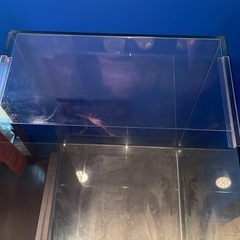 ※お取引中※🙏【無料】大型水槽　臭いなし！アクアリウムなどに　　の画像