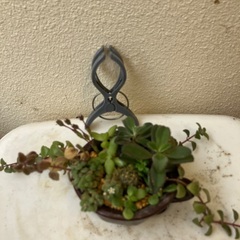 🪴ミニ多肉植物寄植③の画像