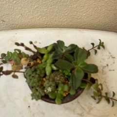 🪴ミニ多肉植物寄植③の画像