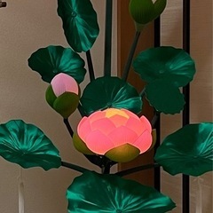 供物　水葉蓮　の画像