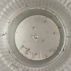 ベルベットブルーシュリンプ　稚エビ20匹の画像