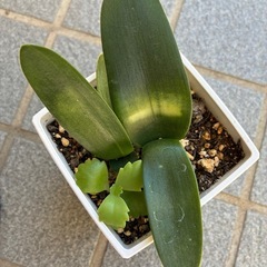 マユハケオモト(眉刷毛万年青)苗の画像