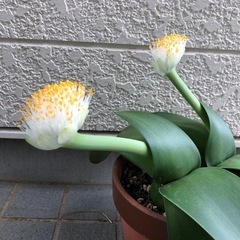 マユハケオモト(眉刷毛万年青)苗の画像