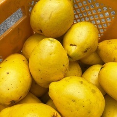 カリン　実　果林　　の画像