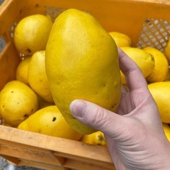 カリン　実　果林　　の画像