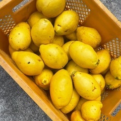 カリン　実　果林　　の画像