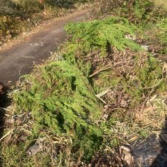 引き取り限定：燃料用樹木の枝葉の画像