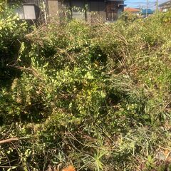 引き取り限定：燃料用樹木の枝葉の画像