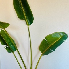 【大型観葉植物】オーガスタの画像