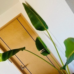 【大型観葉植物】オーガスタの画像