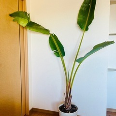 【大型観葉植物】オーガスタの画像