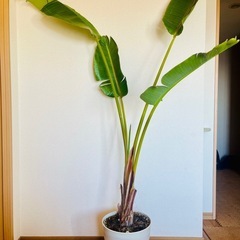 【大型観葉植物】オーガスタの画像