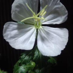 本物の月見草・実生苗１ポット　＊転売お断り＊の画像