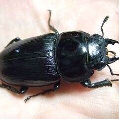 京都府産オオクワガタ F2 ♀46ミリの画像