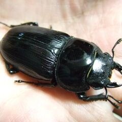 京都府産オオクワガタ F2 ♀46ミリの画像