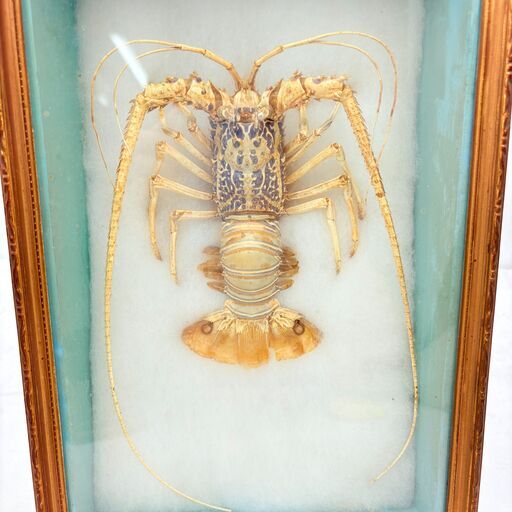❗️✨ 現状品✨❗️】伊勢海老 剥製 標本 木枠ガラスフレーム入り