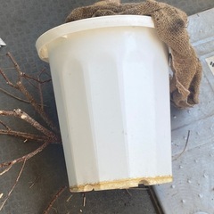 観葉植物用　鉢&バケツの画像