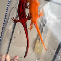 【色彩変異】アカハライモリの画像