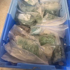 【大量出品】シーグラス 貝殻 シー陶器 まとめて 色々 等の画像