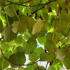 みかんの木、キューイの木の画像