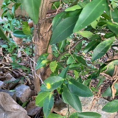 みかんの木、キューイの木の画像