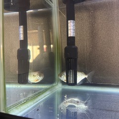 メチニスです。の画像