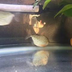 メチニスです。の画像