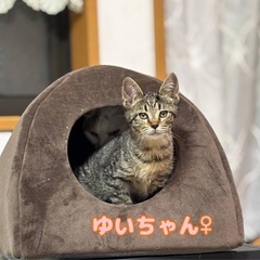 キジトラのゆいちゃん(Sa)