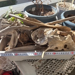 【先着5名様限定】   よりどり流木各種の画像