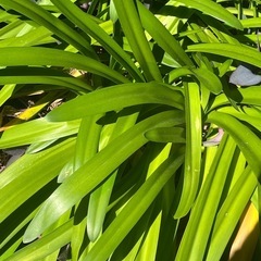 オリズルラン！！10株！！観葉植物の画像