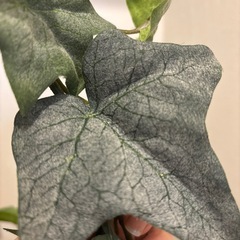 フェイクグリーン2本の画像