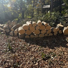 お譲　薪　丸太　枝　　条件付きの画像